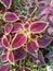 ColeusÂ is a formerÂ genusÂ ofÂ flowering plantsÂ in theÂ familyÂ Lamiaceae.